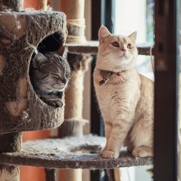 Cat or dog cafés are the best first date ideas for animal lovers seeking a laid-back vibe.