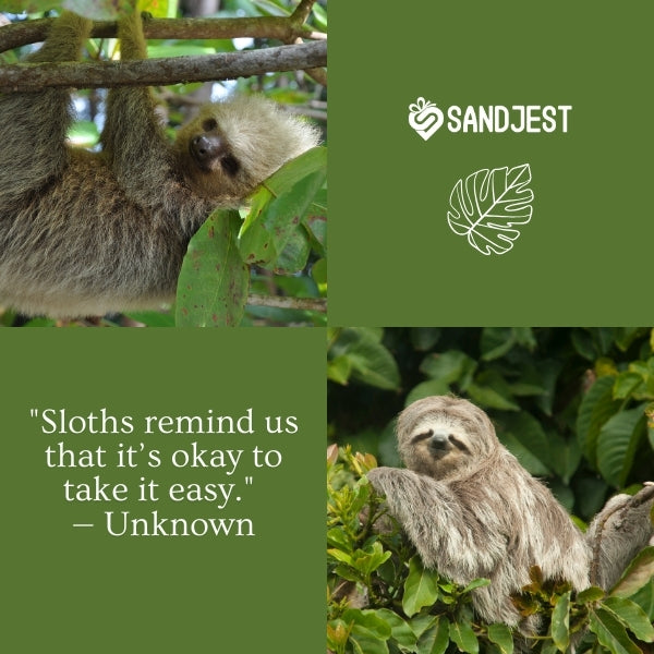 Cute sloth quotes highlight the adorable and lovable qualities of sloths.