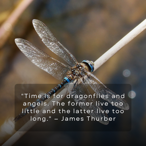 Well-known quotes from celebrated authors, poets, and public figures that reference dragonflies in a profound or thought-provoking way.