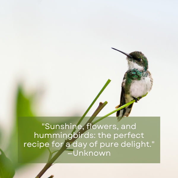 Humorous quips and amusing one-liners poking fun at the quirky behaviors and appearances of hummingbirds.