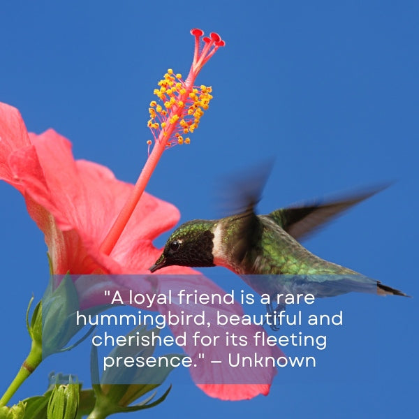 Sayings honoring true friends by likening their loyalty and vibrancy to the admirable qualities of hummingbirds.