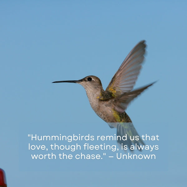 Romantic quotes employing the hummingbird as a metaphor for passionate love, devotion, and intimacy.