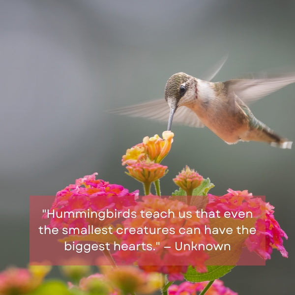 Motivational quotes about hummingbirds and sayings featuring the hummingbird.