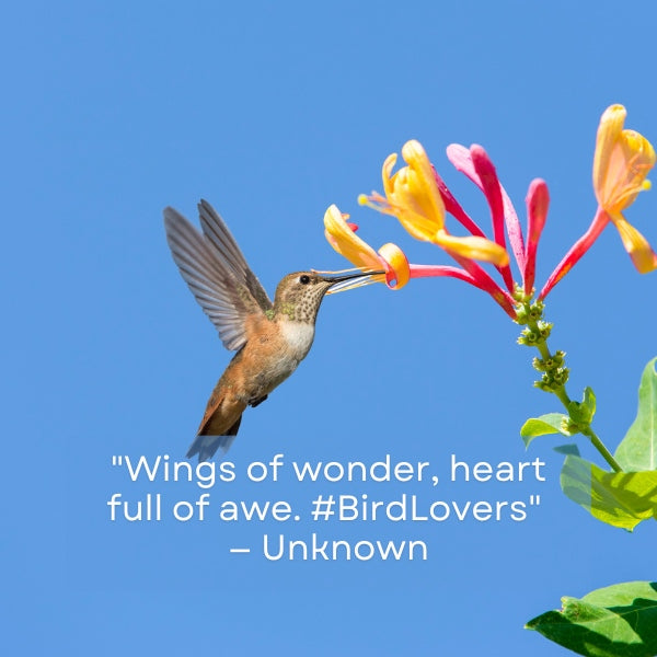 Captions for sharing beautiful hummingbird images on Instagram with clever wordplay.