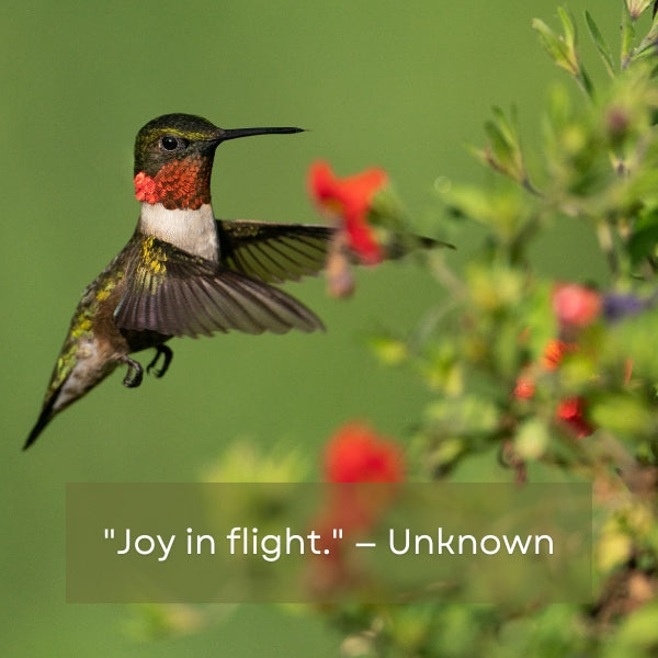 Concise quotes perfectly capturing the essence of hummingbirds in just a few words.