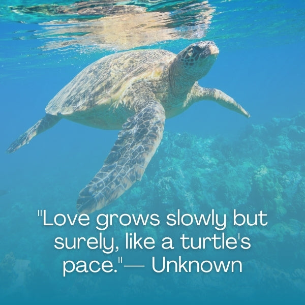 Turtle love quotes express affection and deep connections through turtle symbolism.