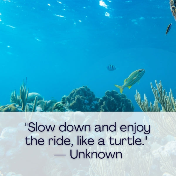 Turtle quotes about life offer profound reflections and wisdom.