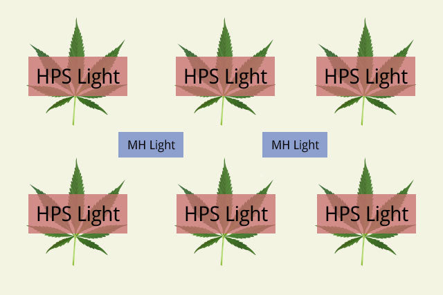 example setup for marijuana grow lights
