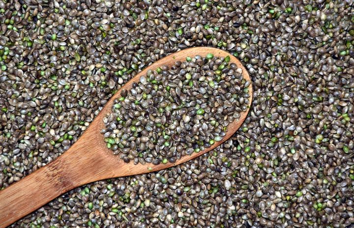 How Much Light Do Cannabis Seeds Need?