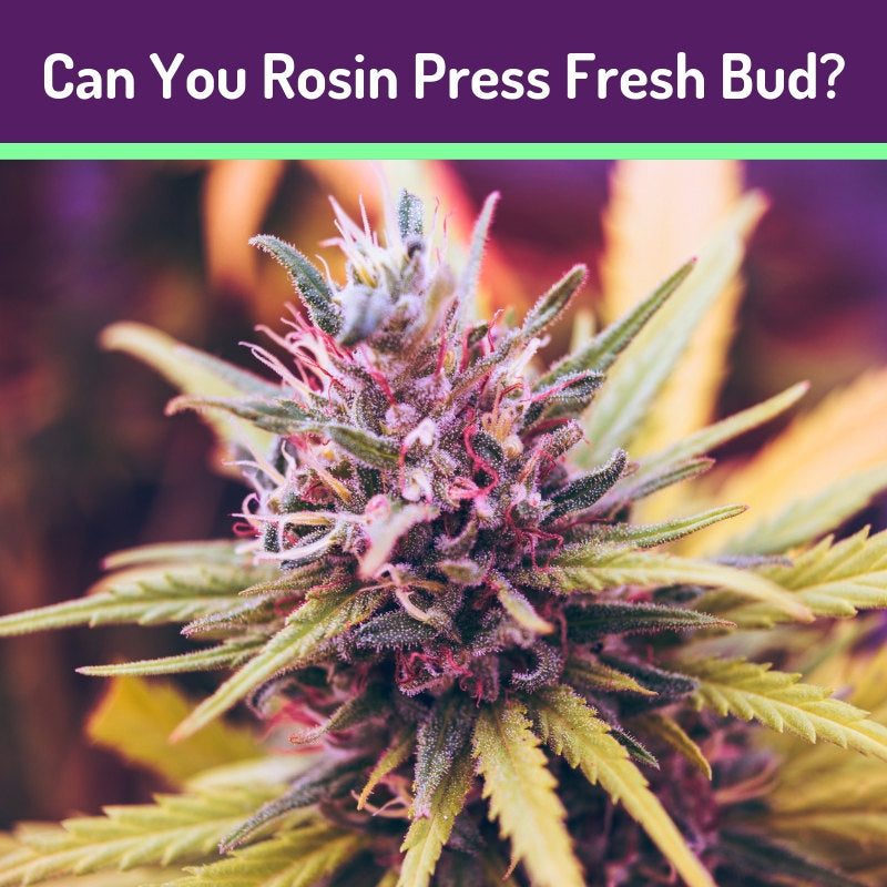Rosin Pressing Fresh Bud