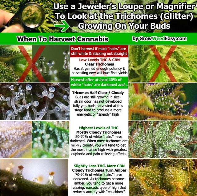 Jewelers loop help - Autoflowers - I Love Growing Marijuana Forum