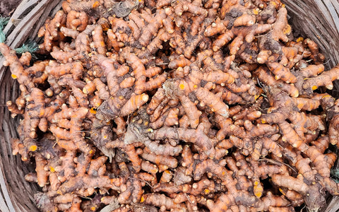 Turmeric Processing