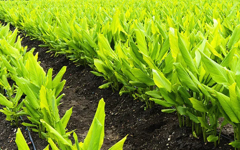 Turmeric Cultivation