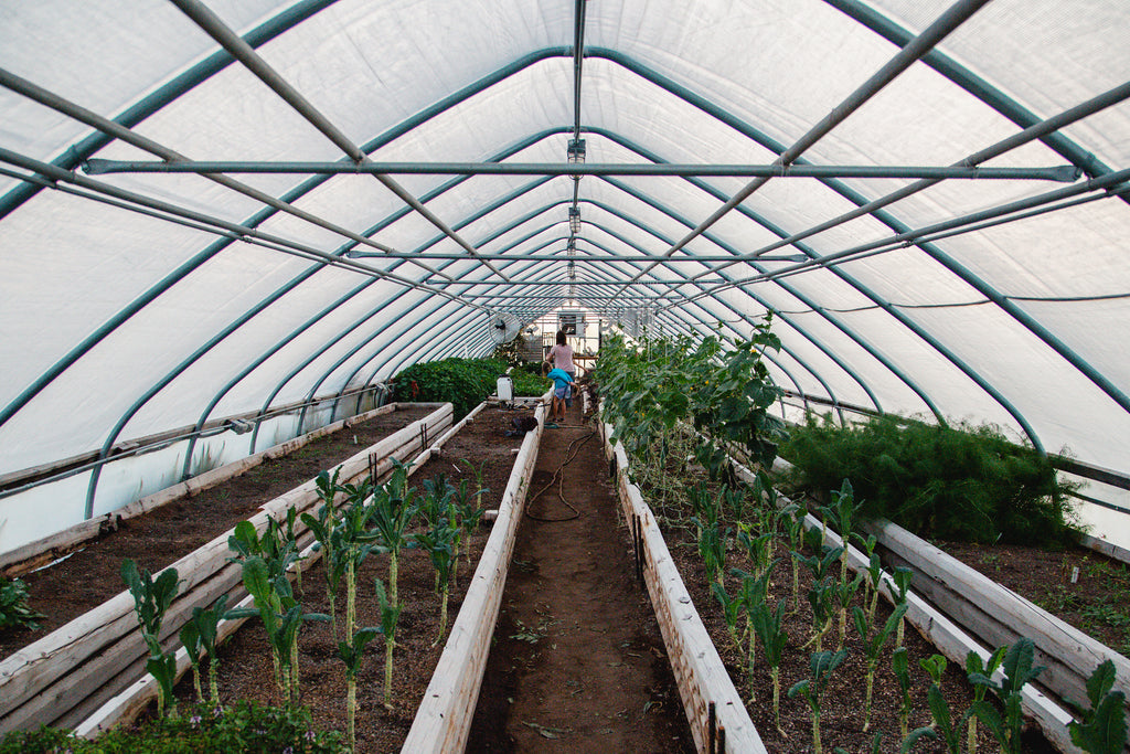 greenhouse with garden vegetables