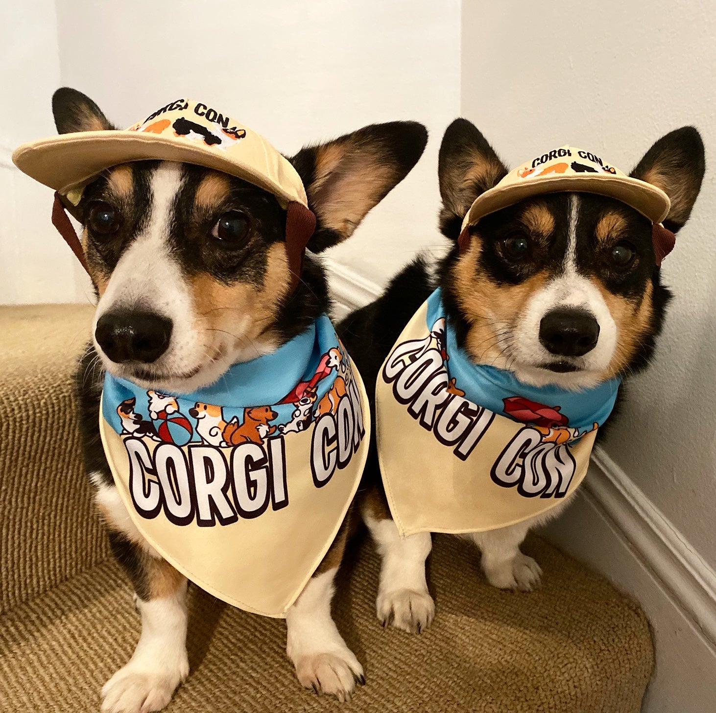 corgi hat