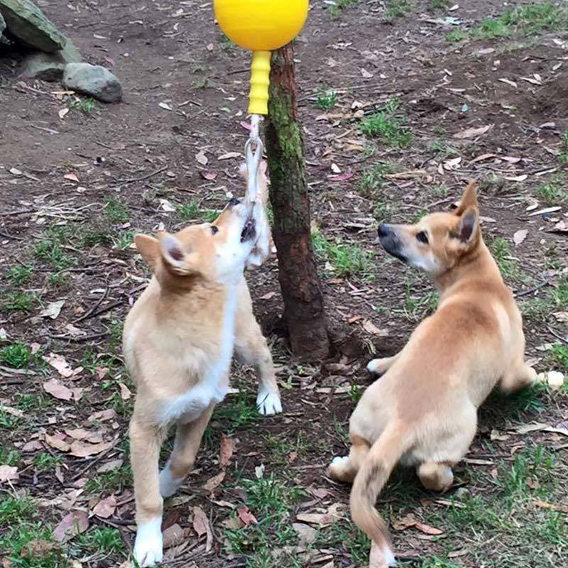 aussie dog home alone