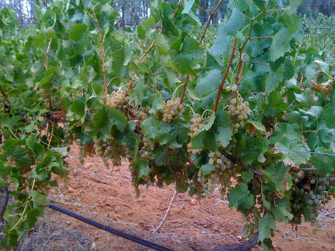 Palomino grapes in the 919 vineyard