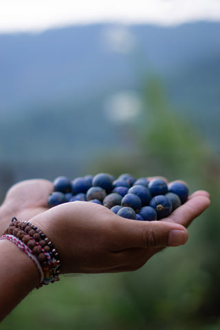 woman's hand holding blue Indonesian rudraksha seeds