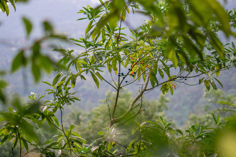 bali malas indonesian rudraksha tree