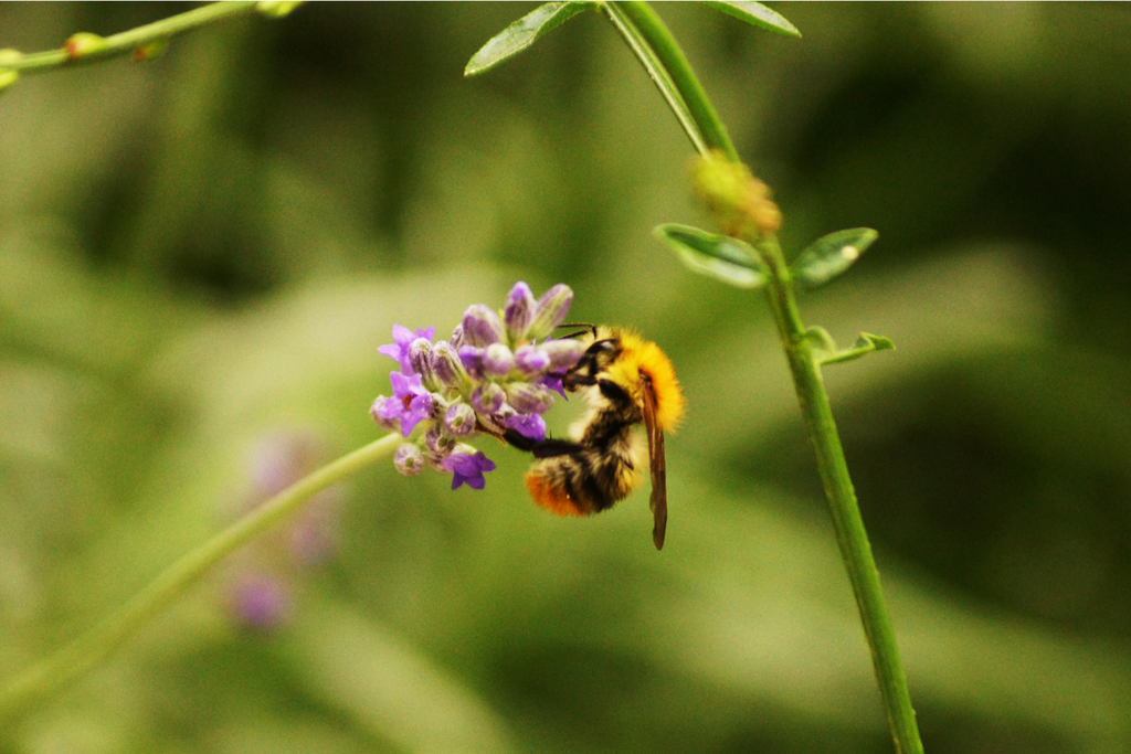 bee on purple flower with green garden in background