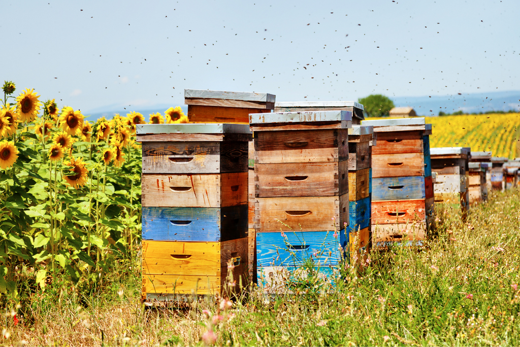 bee hives in field with sunflowers and blue sky