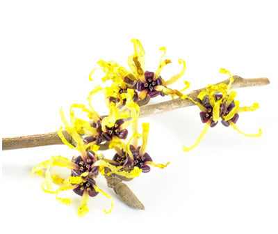 Witch Hazel