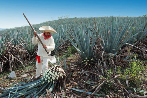 Agave Harvest 2 small.jpg__PID:97d87232-0e39-4043-a389-05bc8fb889a5