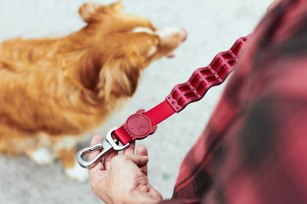 Man holding Zee.Dog ruff dog leash