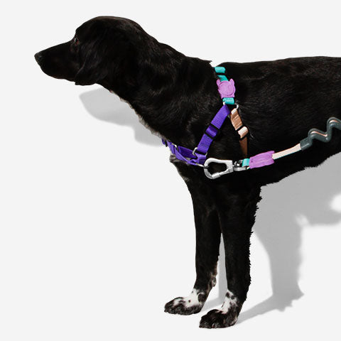 Boogie | Soft-Walk Harness