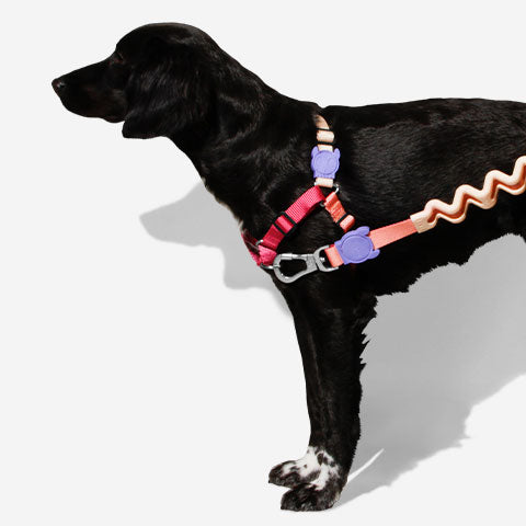 Cinnamon | Soft-Walk Harness