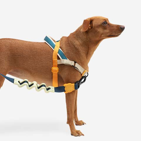 Voyage | SofterWalk Harness-image-7