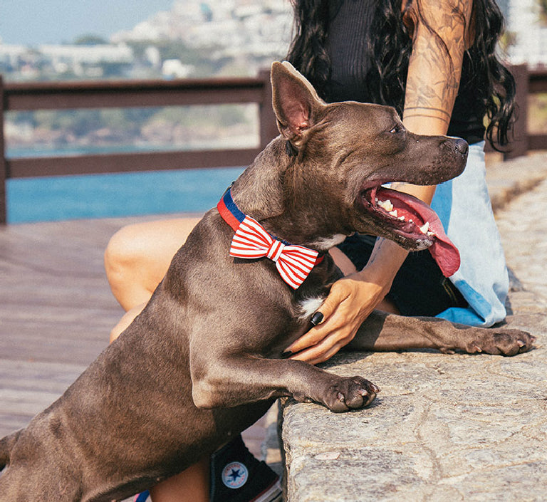 dog breeding tie