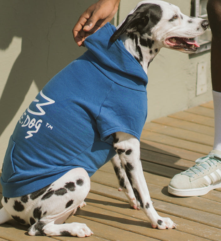 blue dog hoodie