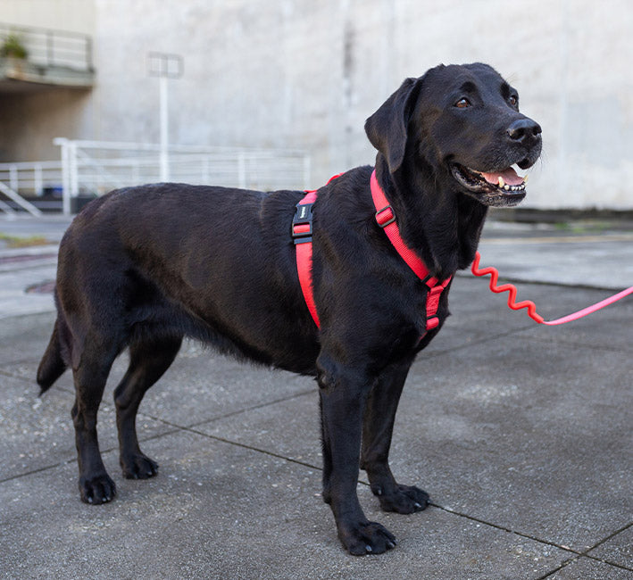 Neon Coral | Adjustable Air Mesh Harness