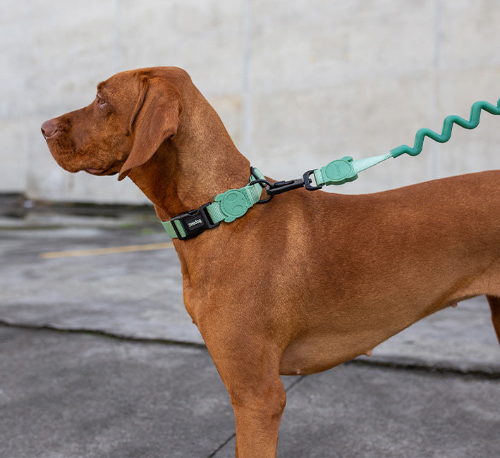 Army Green | Leash