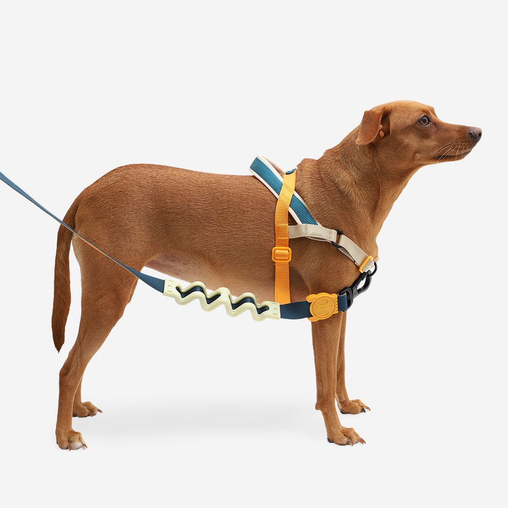 Voyage | SofterWalk Harness-image-3