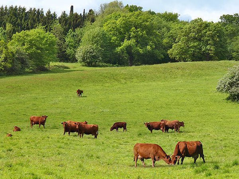 Rinder in natürlicher Weidehaltung