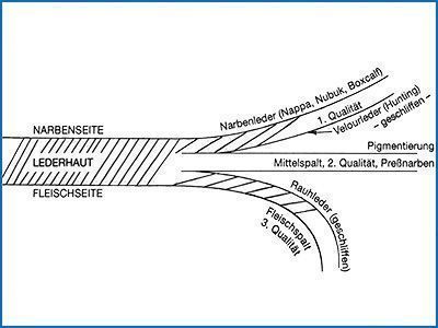 Schematische Darstellung des Spaltvorgangs (Hegenauer: Fachkunde für Lederverarbeitende Berufe, 8.Auflage S.39)