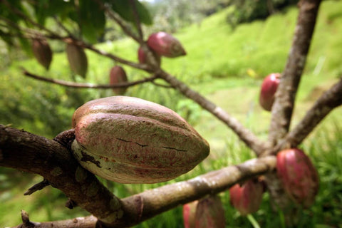 cacao flour benefits