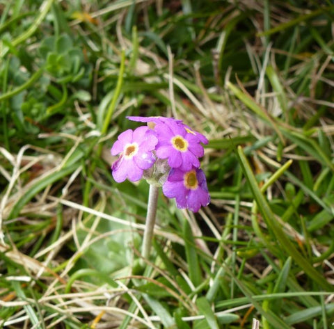 picture of Primula scotica - a tiny, purple primrose with a yellow centre - nestled in wild grass