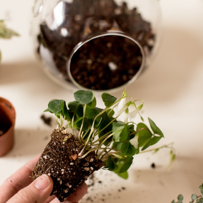 Miniature Terrarium DIY