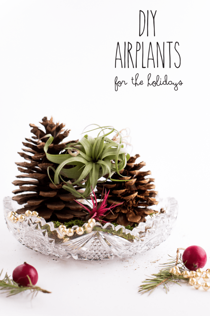 airplants for the holidays
