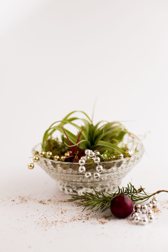 DIY Air Plant Holiday Gift