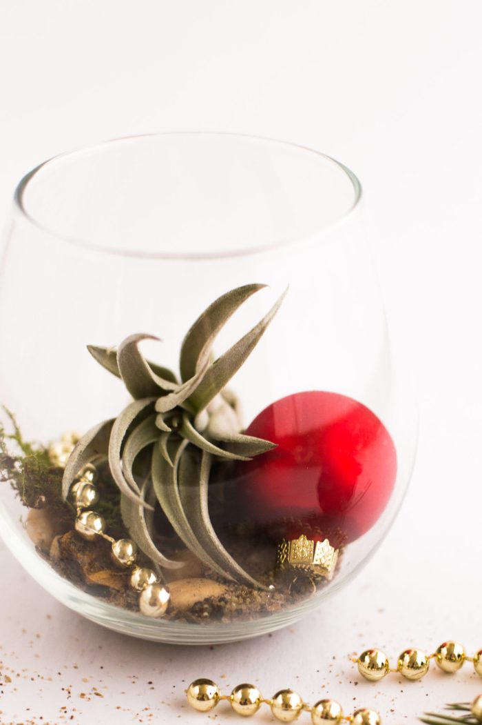 DIY Air Plant Holiday Gift