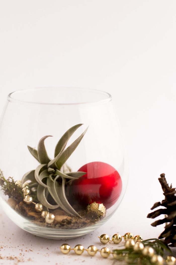 DIY Air Plant Holiday Gift