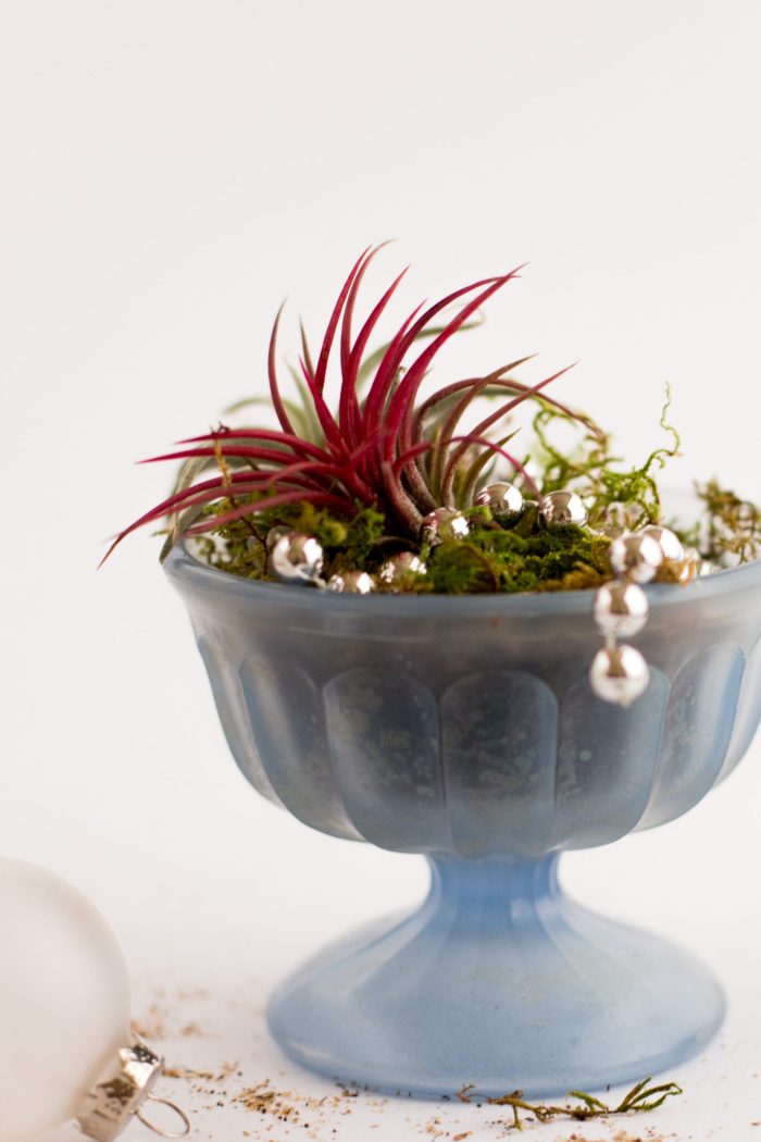 DIY Air Plant Holiday Gift