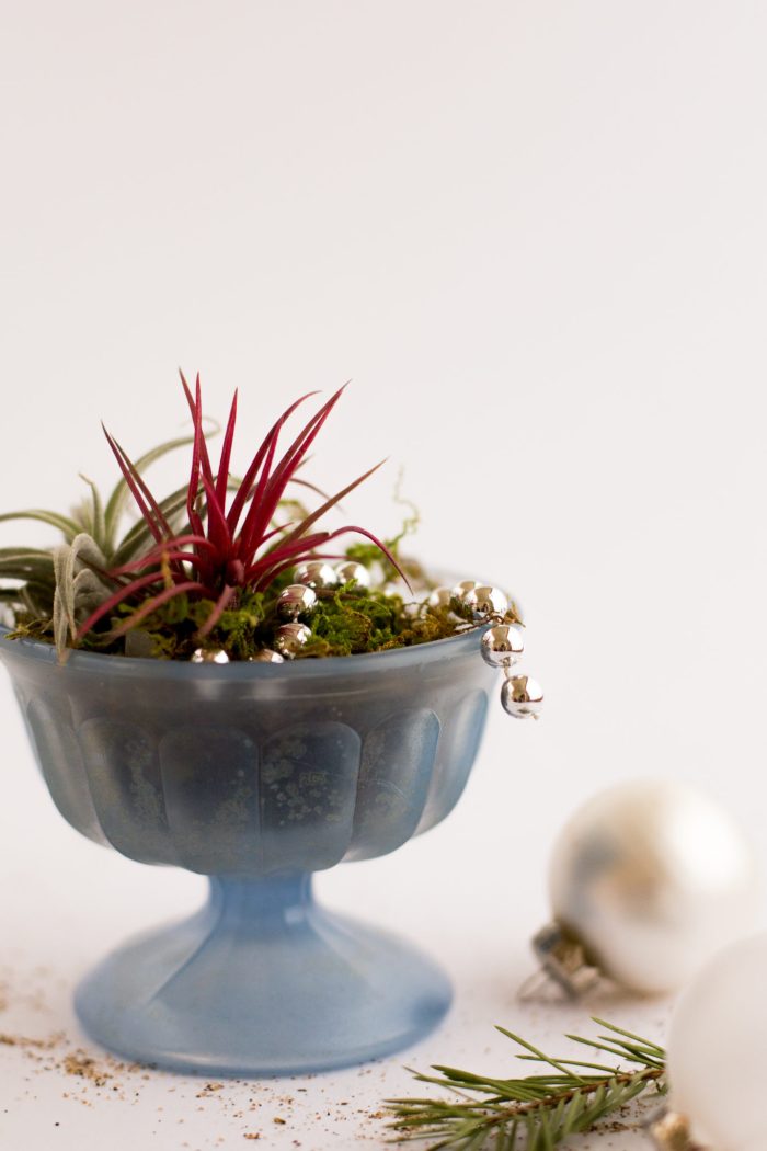 DIY Air Plant Holiday Gift