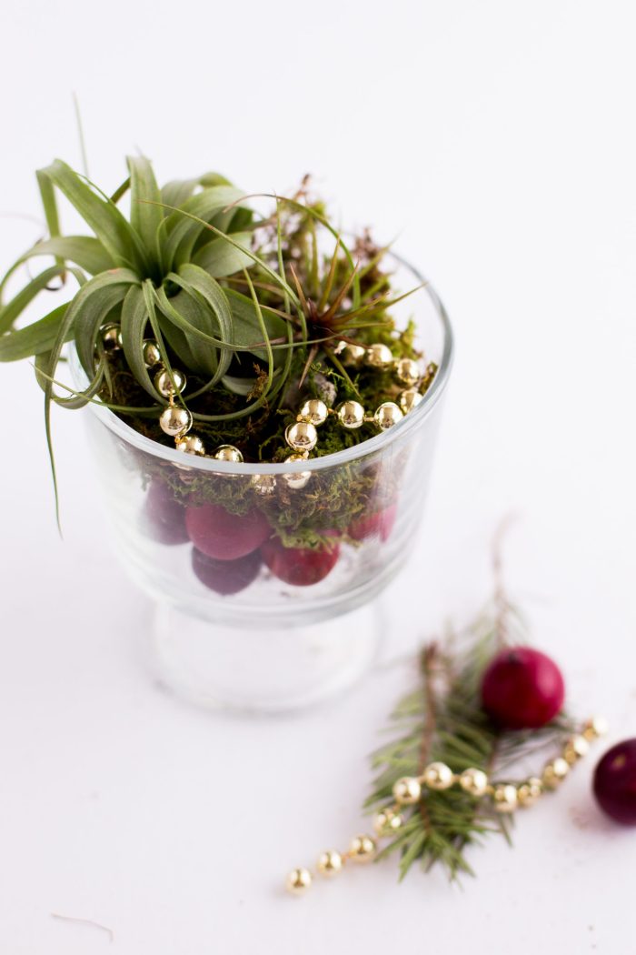 DIY Air Plant Holiday Gift