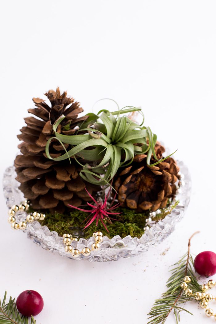 DIY Air Plant Holiday Gift