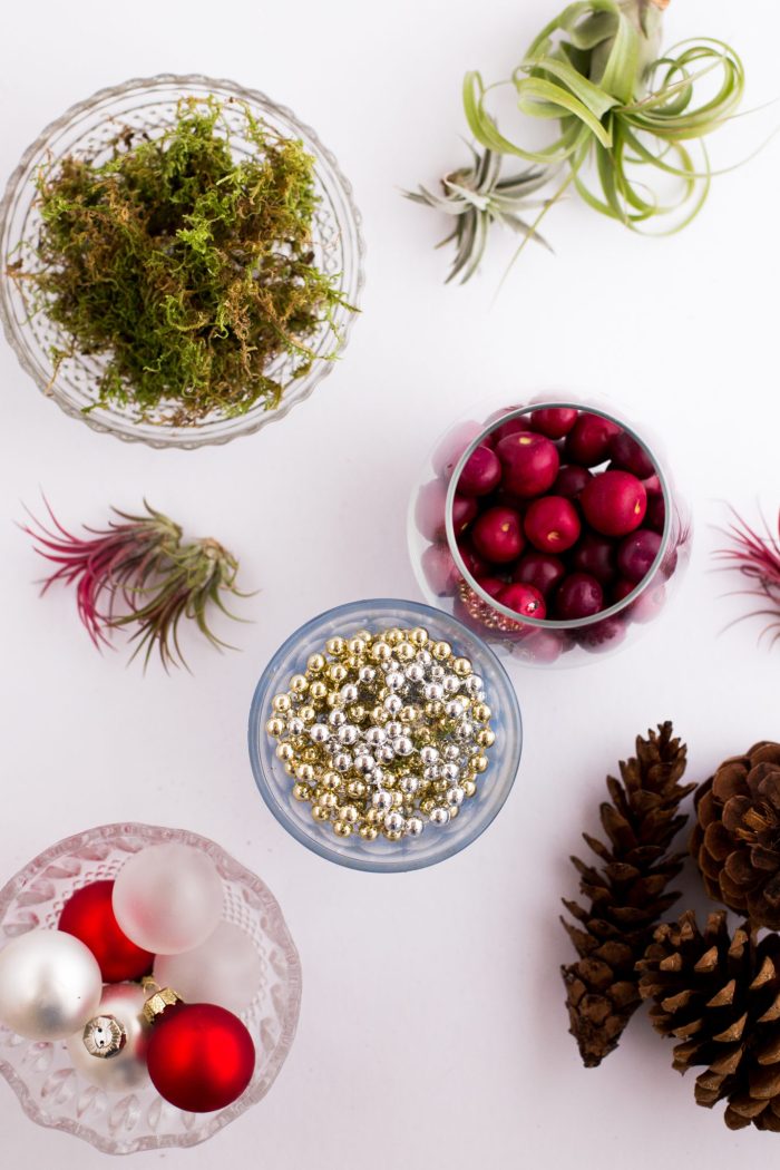 DIY Air Plant Holiday Gift